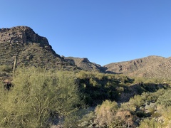 Parkinsonia microphylla