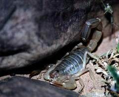 Androctonus amoreuxi