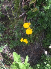 Calceolaria biflora