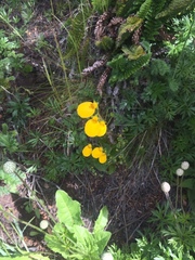 Calceolaria biflora