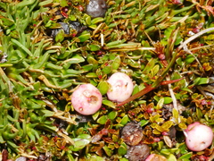 Gaultheria parvula