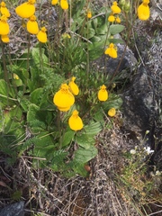 Calceolaria biflora