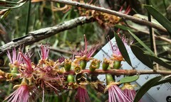 Melaleuca megalongensis