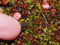 Gaultheria parvula