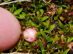 Gaultheria parvula