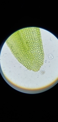 Orthotrichum pusillum