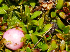 Gaultheria parvula