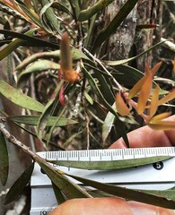 Melaleuca megalongensis