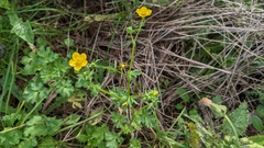 Ranunculus sardous