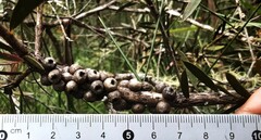 Melaleuca megalongensis