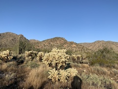 Cylindropuntia fulgida