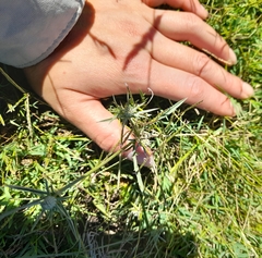 Eryngium echinatum