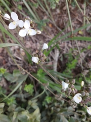 Libertia chilensis