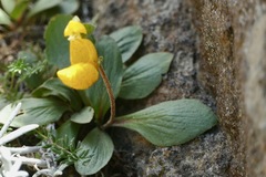 Calceolaria polyrhiza