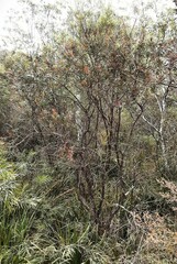 Melaleuca megalongensis