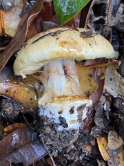 Cortinarius xanthodryophilus