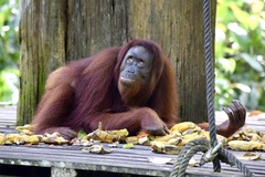 Pongo pygmaeus morio