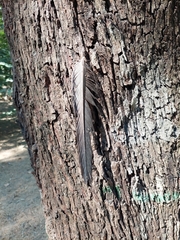 Cathartes aura