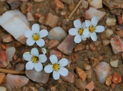 Linanthus killipii