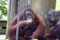 Pongo pygmaeus morio