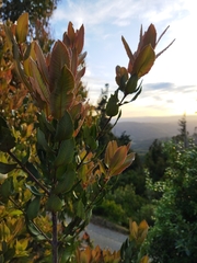 Eucryphia cordifolia