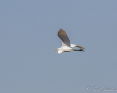 Ardea alba egretta