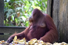 Pongo pygmaeus morio