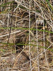 Lissolepis coventryi