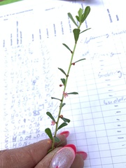 Phyllanthus hirtellus