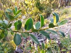 Archidasyphyllum diacanthoides