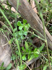 Phyllanthus hirtellus