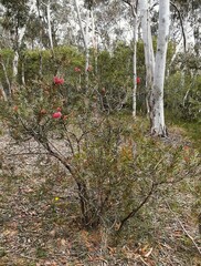Melaleuca megalongensis