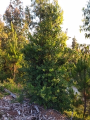 Archidasyphyllum diacanthoides