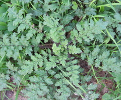 Phacelia congesta