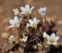 Linanthus killipii
