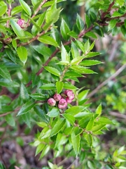 Gaultheria phillyreifolia