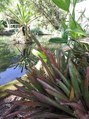 Aechmea roberto-seidelii