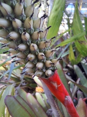 Aechmea roberto-seidelii