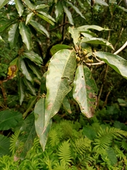 Lindera megaphylla