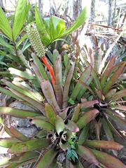Aechmea roberto-seidelii