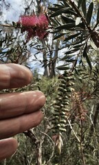 Melaleuca megalongensis