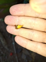 Aechmea roberto-seidelii