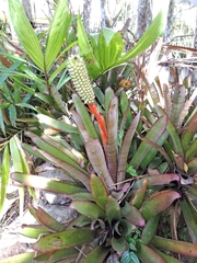 Aechmea roberto-seidelii
