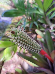 Aechmea roberto-seidelii