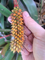 Aechmea roberto-seidelii
