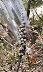 Melaleuca megalongensis