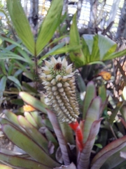 Aechmea roberto-seidelii