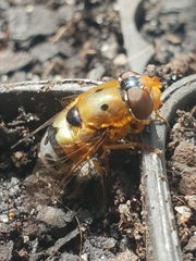 Austalis pulchella