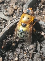 Austalis pulchella