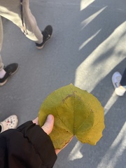 Cercis canadensis